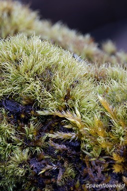 Plant form with wet leaves